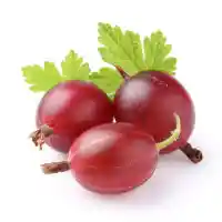 karviainen4