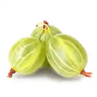 karviainen3