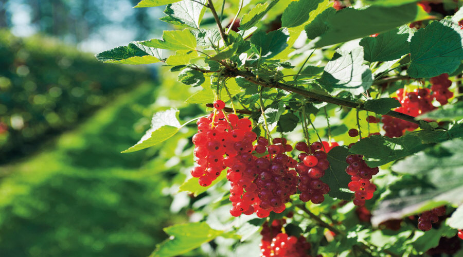 ahedelmäpensaan taimi taimitarha karviainen aronia aronia herukka vadelma Puolassa   01
