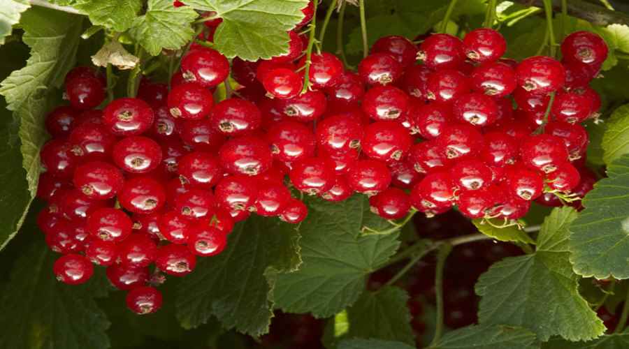ahedelmäpensaan taimi taimitarha karviainen aronia aronia herukka vadelma Puolassa   02