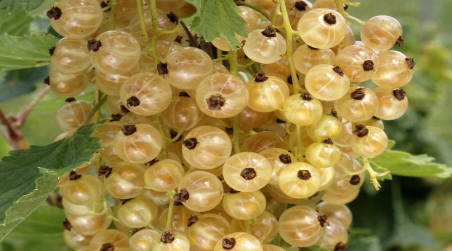 ahedelmäpensaan taimi taimitarha karviainen aronia aronia herukka vadelma Puolassa   02