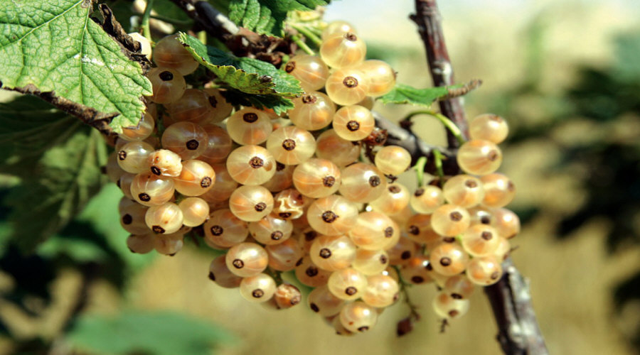 ahedelmäpensaan taimi taimitarha karviainen aronia aronia herukka vadelma Puolassa   02