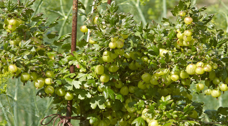 ahedelmäpensaan taimi taimitarha karviainen aronia aronia herukka vadelma Puolassa   02